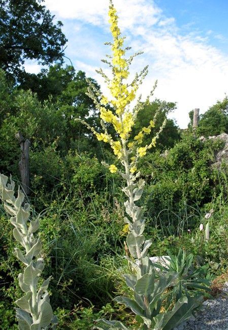 Verbascum pulverulentum / Verbasco a candelabro